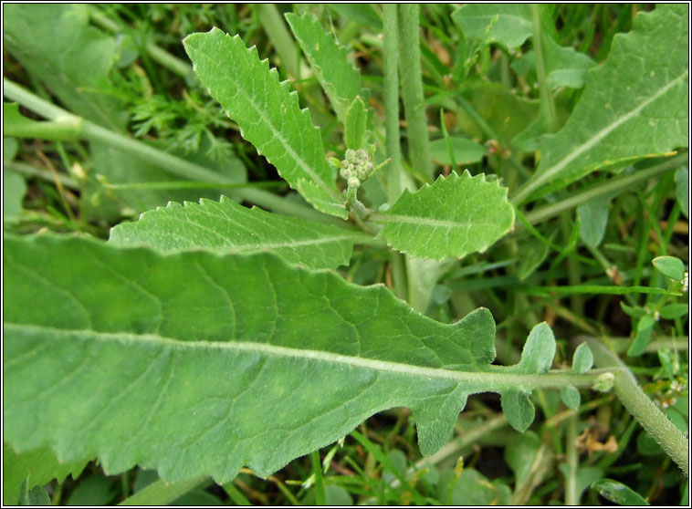 Hoary Mustard, Hirschfeldia incana, Mustard liath