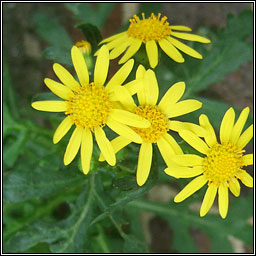 Oxford Ragwort, Senecio squalidus, Buachaln Pheadair