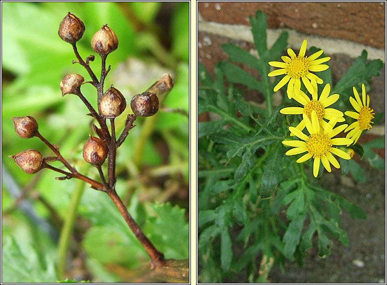 Oxford Ragwort, Senecio squalidus, Buachaln Pheadair