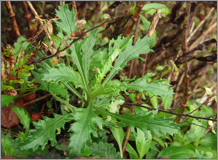 Oxford Ragwort, Senecio squalidus, Buachaln Pheadair