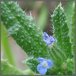 Bugloss, Lycopsis arvensis, Boglas