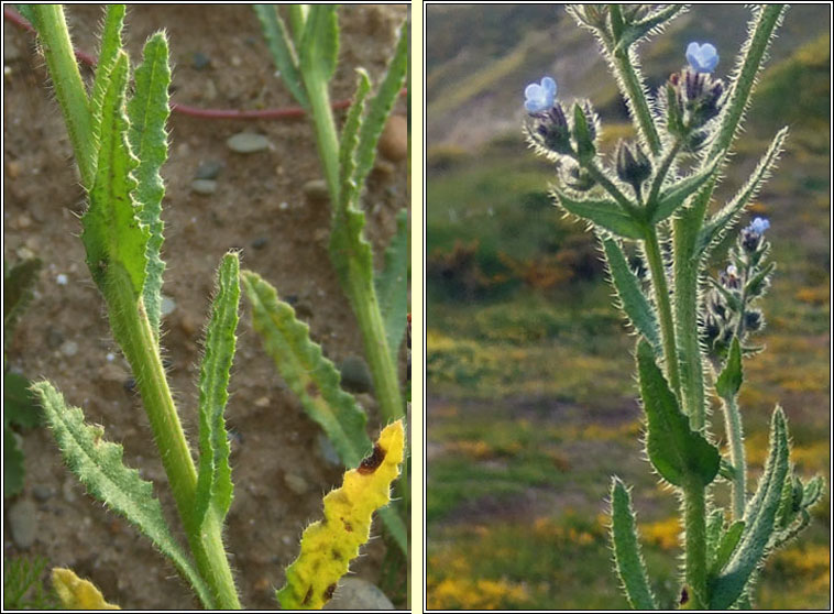 Bugloss, Lycopsis arvensis, Boglas