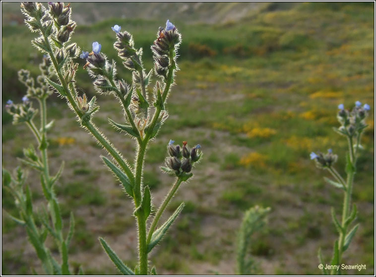 Bugloss, Anchusa arvensis, Boglas