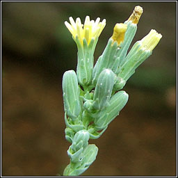 Prickly Lettuce, Lactuca serriola, Leits cholgach