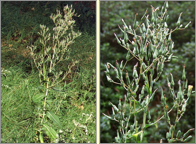 Prickly Lettuce, Lactuca serriola, Leits cholgach