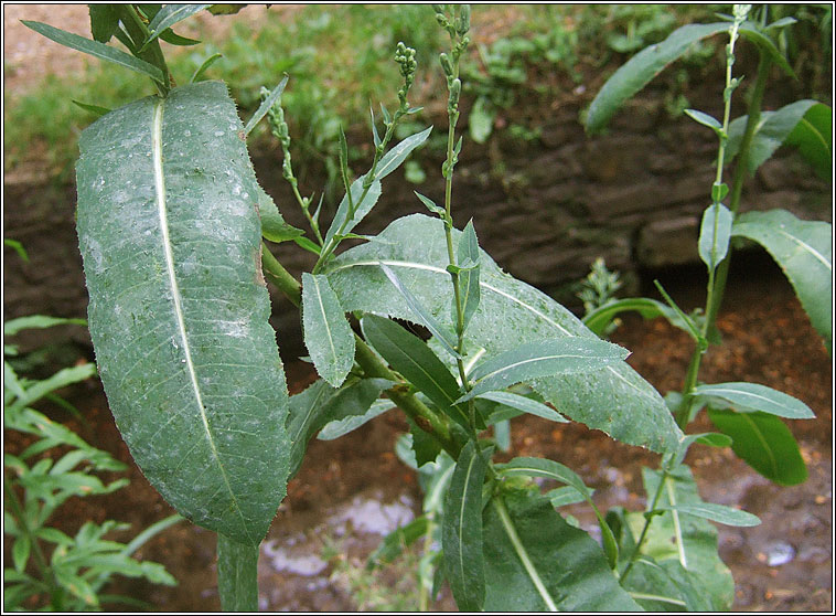 Prickly Lettuce, Lactuca serriola, Leits cholgach