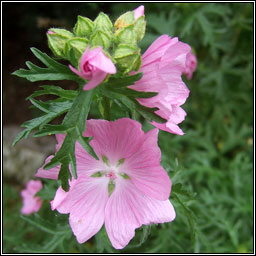 Musk-mallow, Malva moschata, Hocas muscach