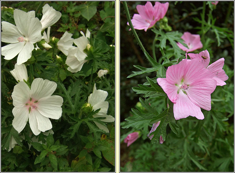 Musk-mallow, Malva moschata, Hocas muscach