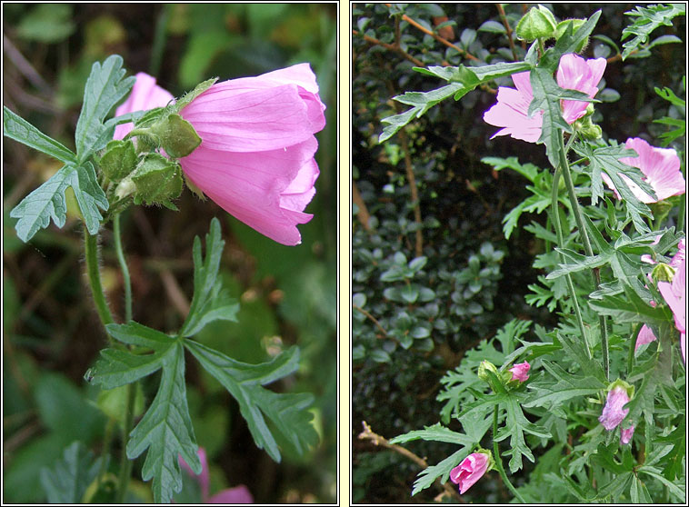 Musk-mallow, Malva moschata, Hocas muscach