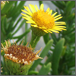 Golden Samphire, Limbarda crithmoides, Ailleann Pheadair