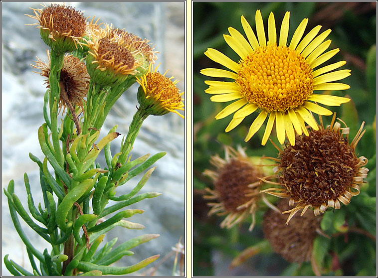 Golden Samphire, Limbarda crithmoides, Ailleann Pheadair