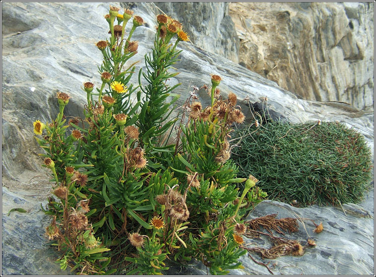 Golden Samphire, Limbarda crithmoides, Ailleann Pheadair