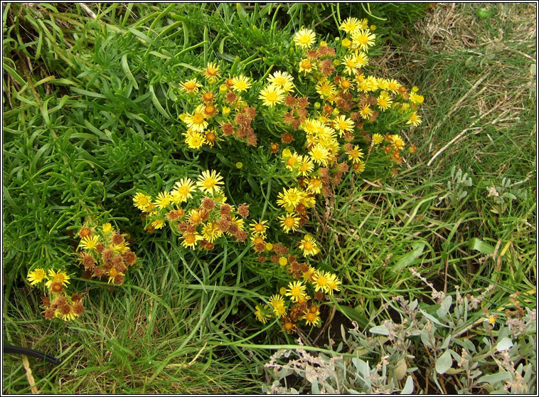 Golden Samphire, Limbarda crithmoides, Ailleann Pheadair