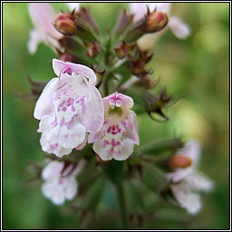 Common Calamint, Clinopodium ascendens, Cailmint