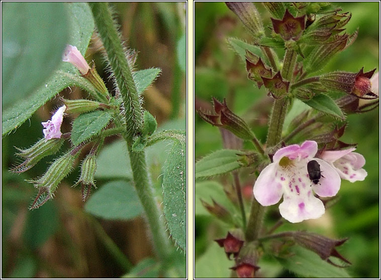 Common Calamint, Clinopodium ascendens, Cailmint