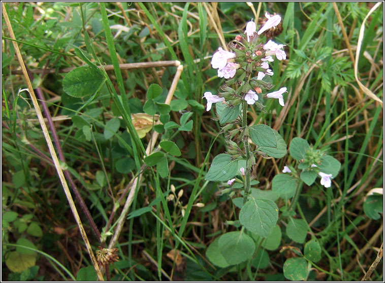 Common Calamint, Clinopodium ascendens, Cailmint