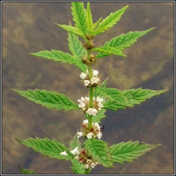 Gipsywort, Lycopus europaeus, Feorn corraigh