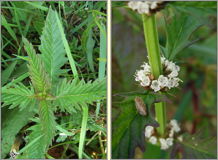 Gipsywort, Lycopus europaeus, Feorn corraigh