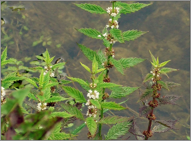 Gipsywort, Lycopus europaeus, Feorn corraigh