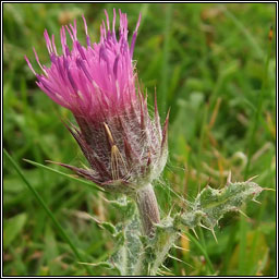 Welted Thistle, Carduus crispus, Feochadn reangach