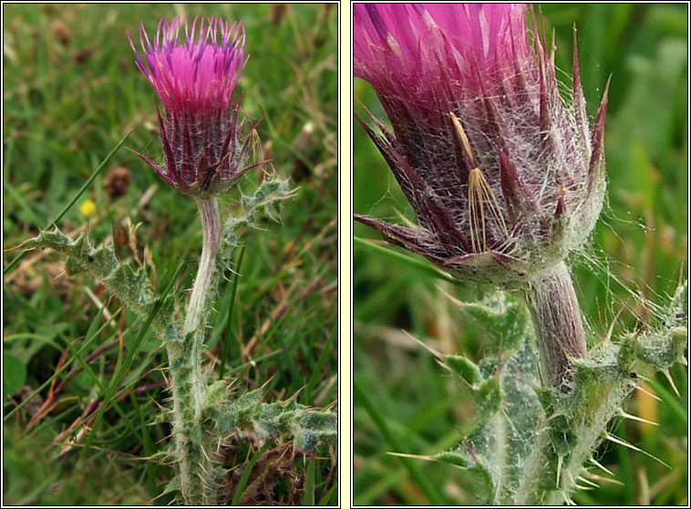 Welted Thistle, Carduus crispus, Feochadn reangach