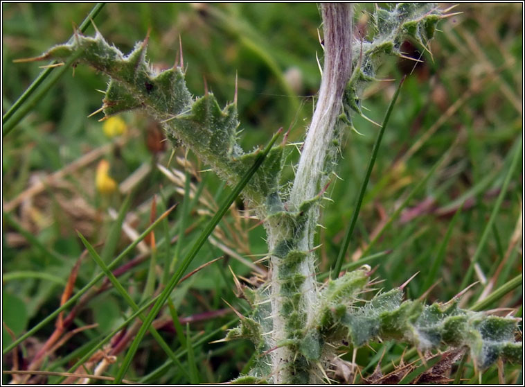 Welted Thistle, Carduus crispus, Feochadn reangach