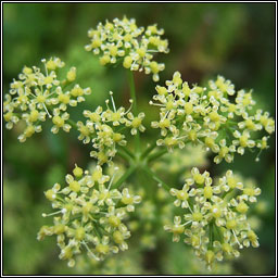 Garden Parsley, Petroselinum crispum, Peirsil gharra