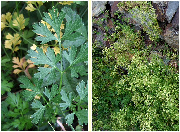 Garden Parsley, Petroselinum crispum, Peirsil gharra