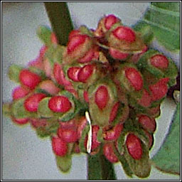 Clustered Dock, Rumex conglomeratus, Copg thriopallach