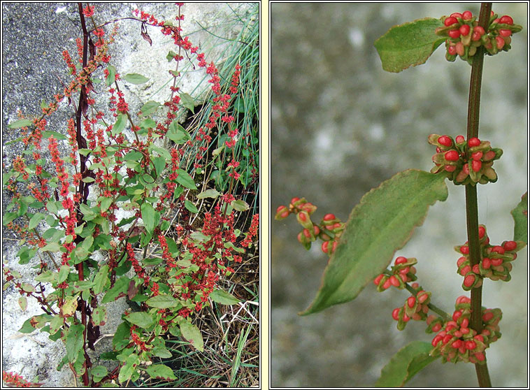 Clustered Dock, Rumex conglomeratus, Copg thriopallach