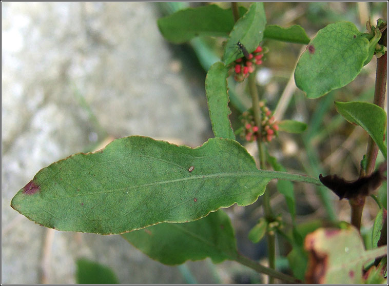 Clustered Dock, Rumex conglomeratus, Copg thriopallach