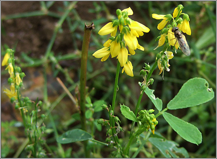 Furrowed Melilot, Melilotus sulcatus