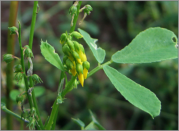 Furrowed Melilot, Melilotus sulcatus