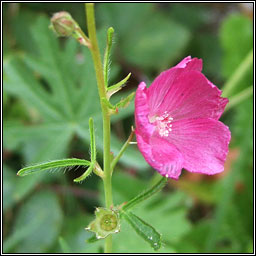 Praire Mallow, Sidalcea malviflora