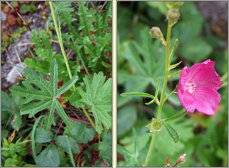 Praire Mallow, Sidalcea malviflora