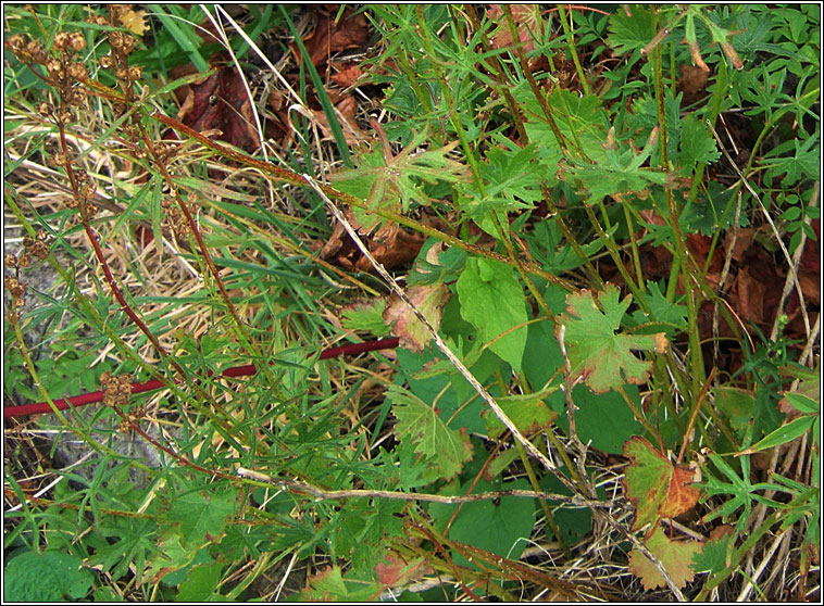 Praire Mallow, Sidalcea malviflora