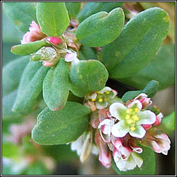 Equal-leaved Knotgrass, Polygonum arenastrum, Glineach ghainimh