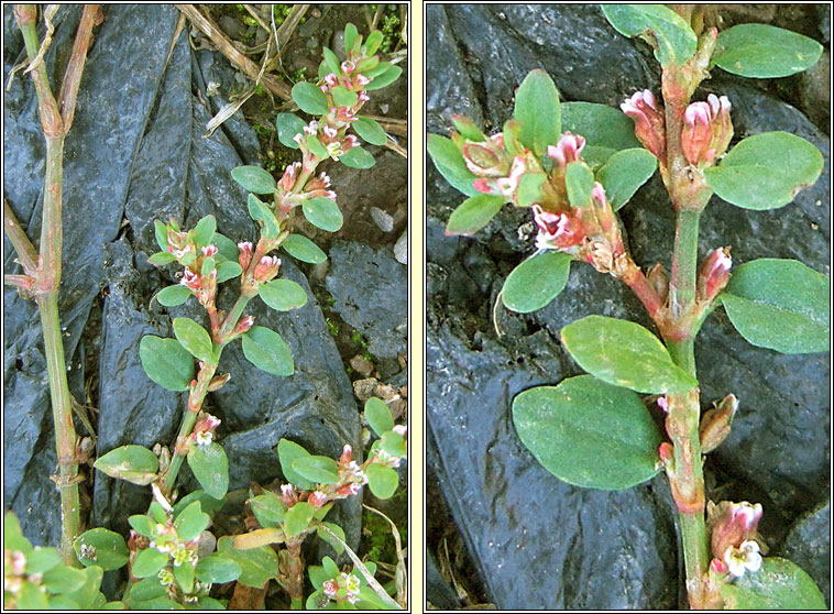 Equal-leaved Knotgrass, Polygonum arenastrum, Glineach ghainimh