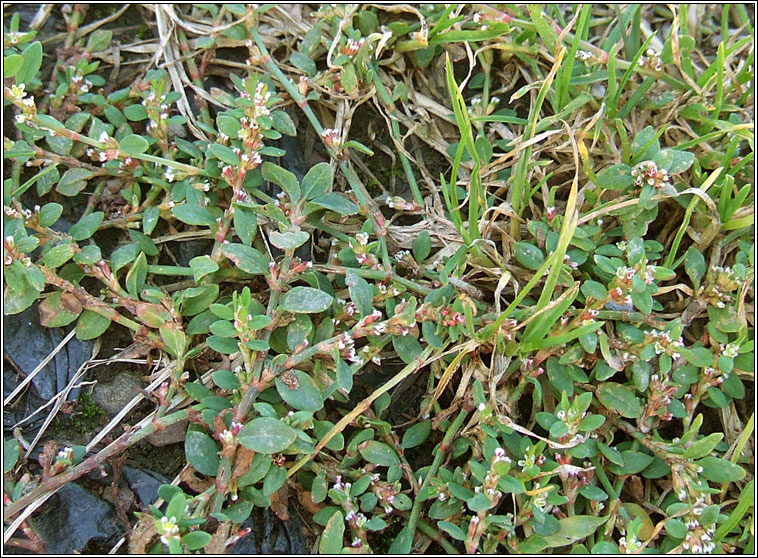 Equal-leaved Knotgrass, Polygonum arenastrum, Glineach ghainimh