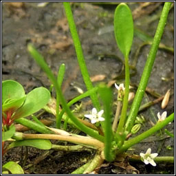 Mudwort, Limosella aquatica, Lus latha