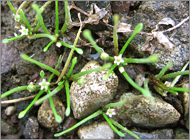 Mudwort, Limosella aquatica, Lus latha