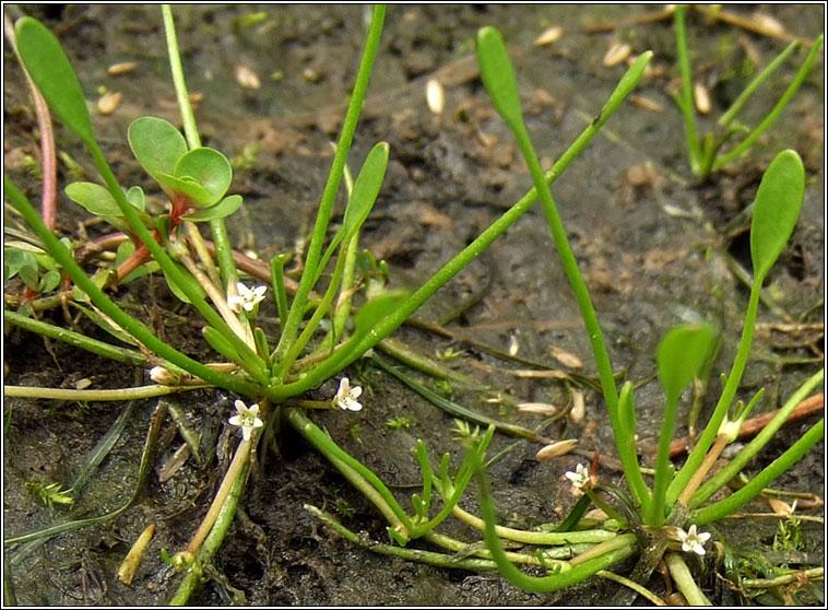 Mudwort, Limosella aquatica, Lus latha