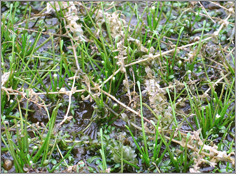 Mudwort, Limosella aquatica, Lus latha