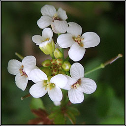 Narrow-fruited Water-cress, Nasturtium microphyllum, Biolar mion