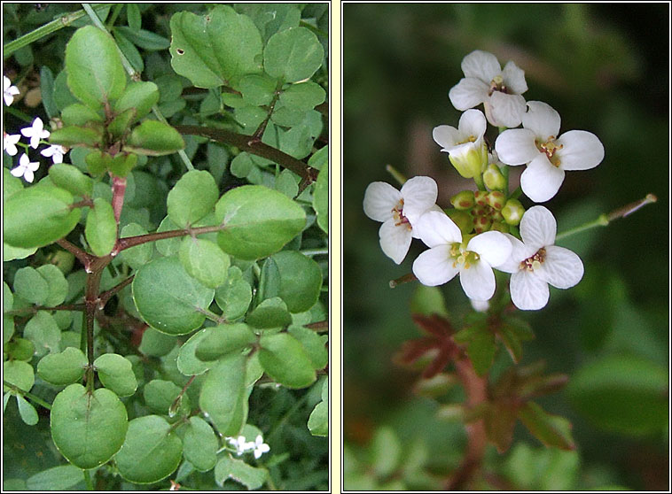 Narrow-fruited Water-cress, Nasturtium microphyllum, Biolar mion