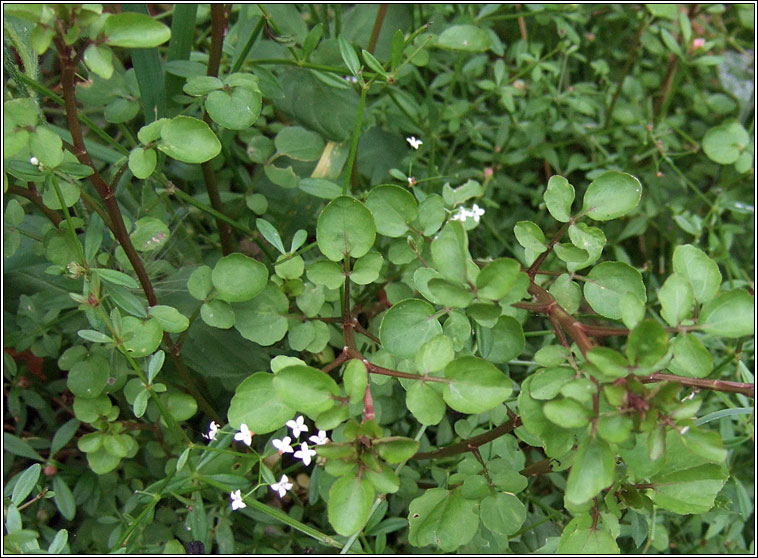 Narrow-fruited Water-cress, Nasturtium microphyllum, Biolar mion