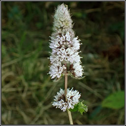 Spear Mint, Mentha spicata, Cartlainn gharra