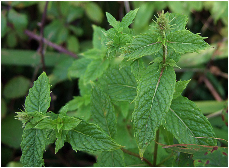 Spear Mint, Mentha spicata, Cartlainn gharra