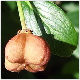 Spindle, Euonymus europaeus, Feoras