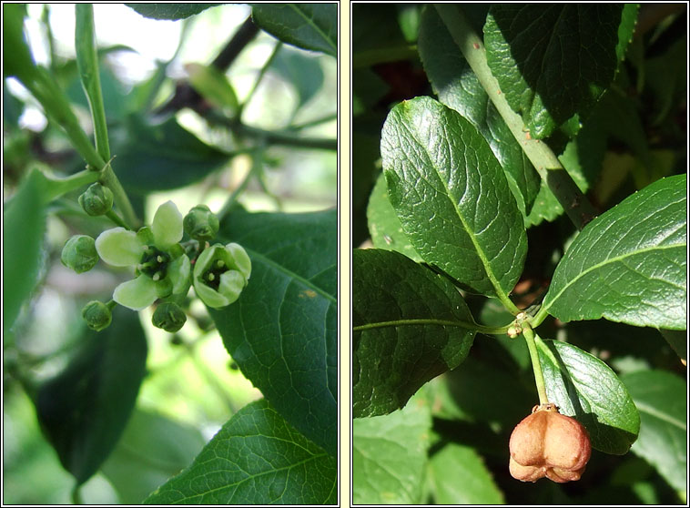 Spindle, Euonymus europaeus, Feoras